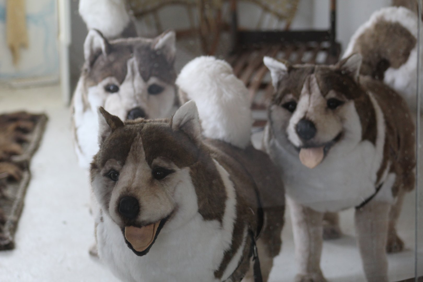 Extremely Realistic Huskies