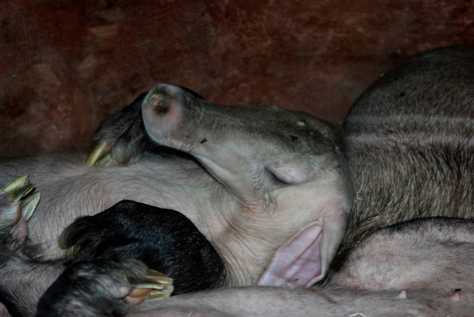 Extremely Relaxed Aardvark at Prague, 25/08/12