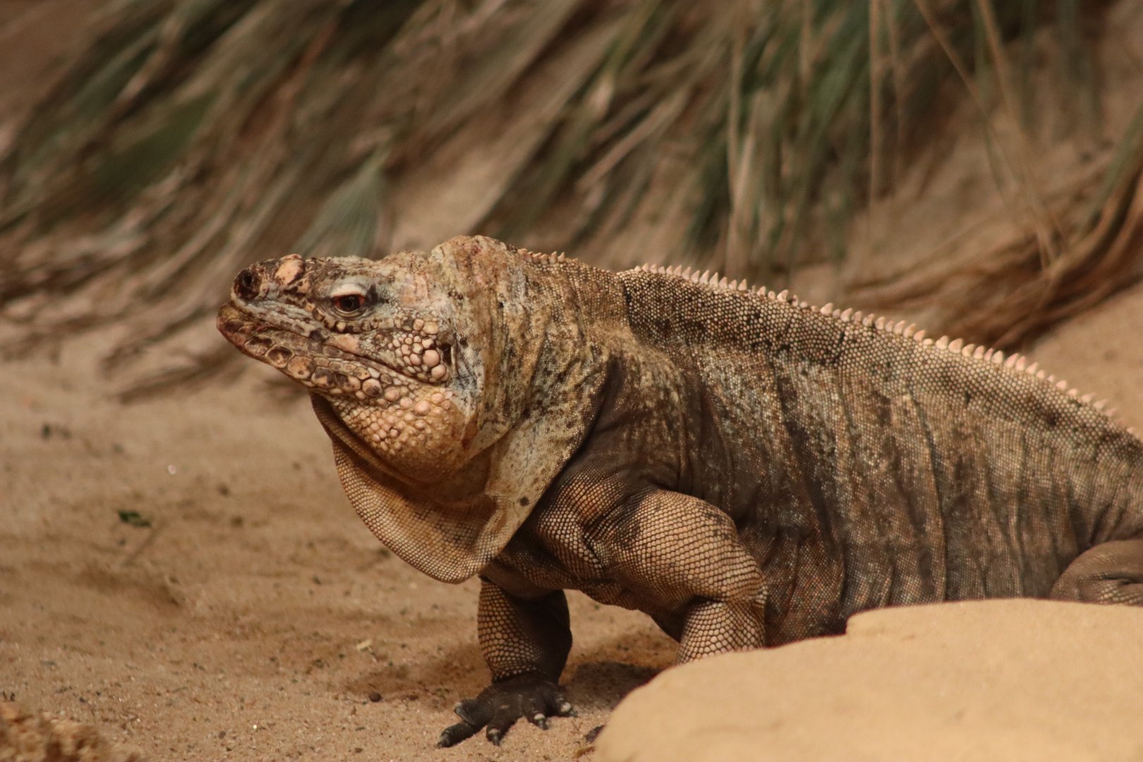 Exuma Island Iguana - 20 June 2024