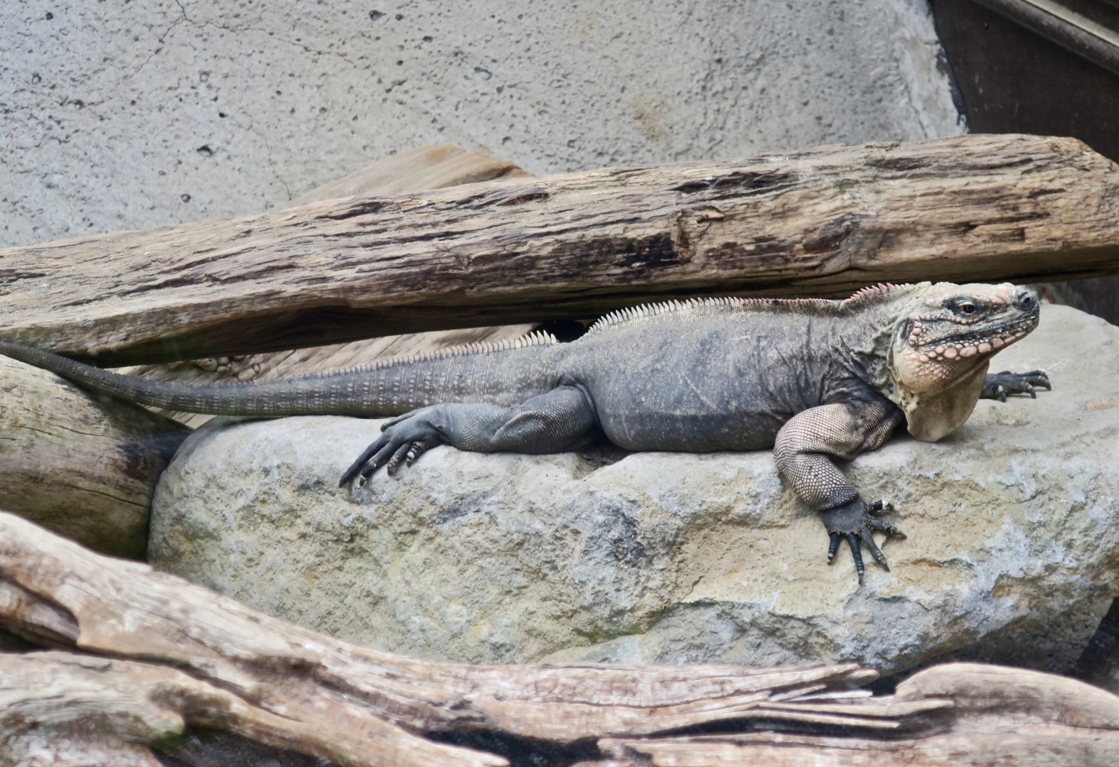 Exuma Island Iguana (Cyclura cychlura figginsi)