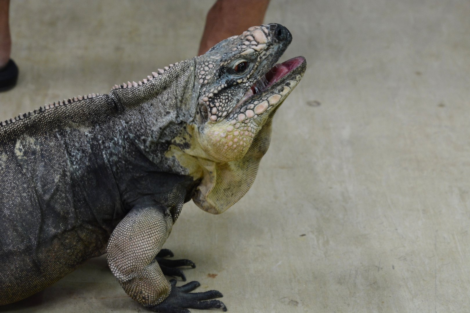 Exuma Island Iguana (Cyclura cychlura figginsi)