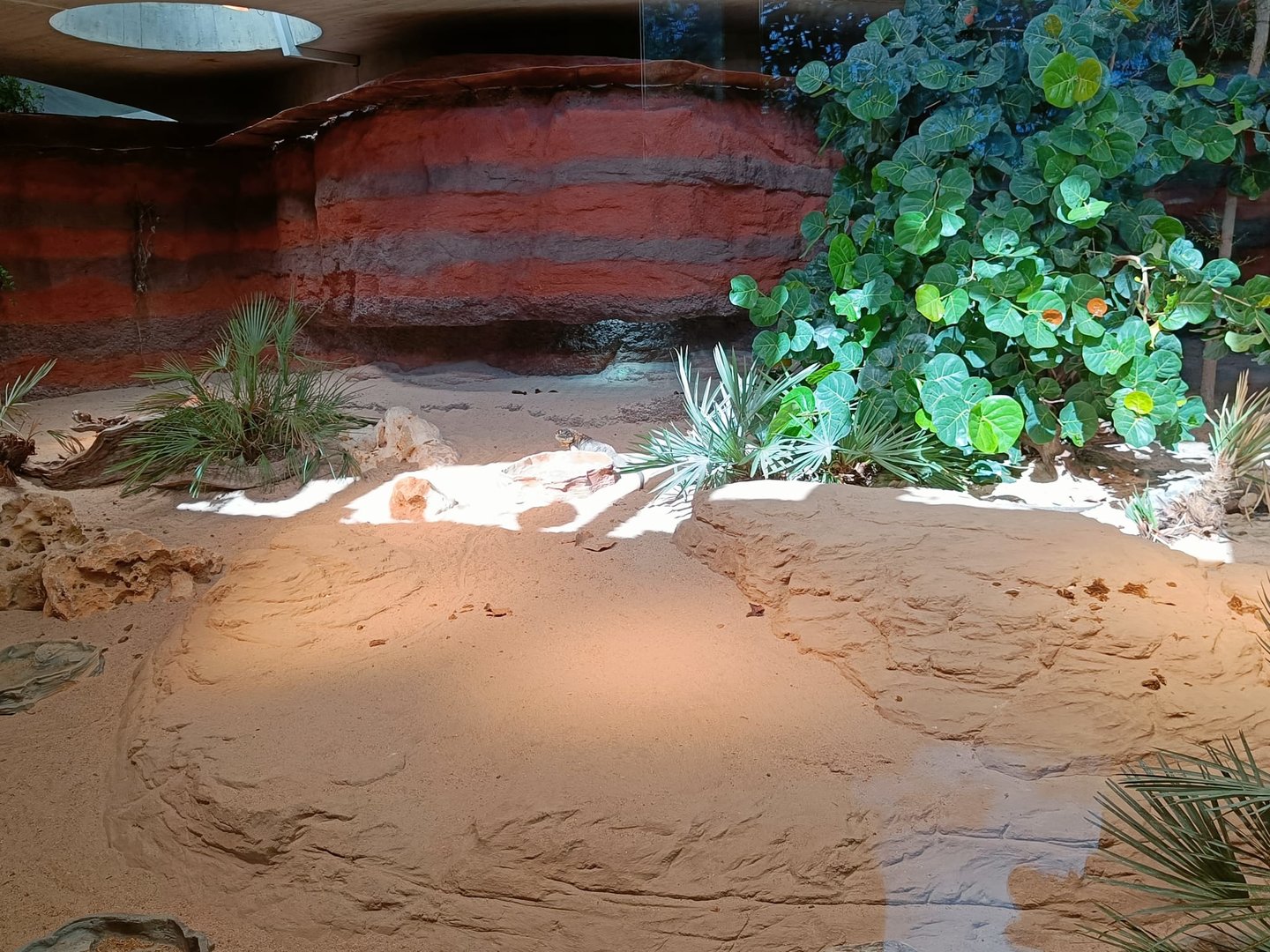 Exuma Island Iguana enclosure