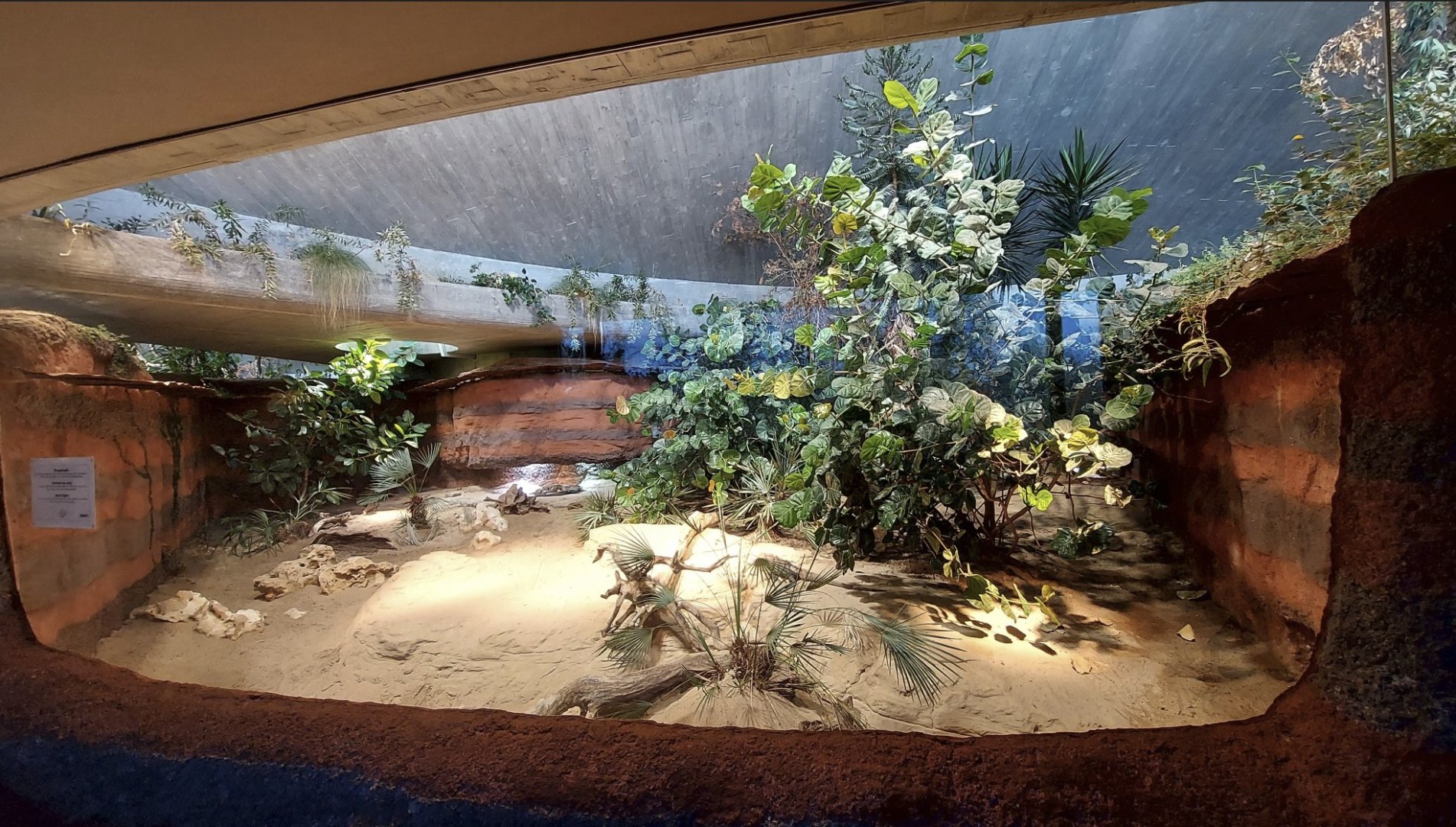 Exuma Island Iguana enclosure
