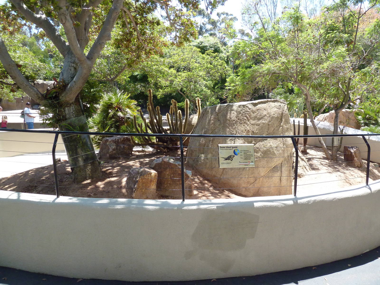 Exuma Island Iguana Exhibit