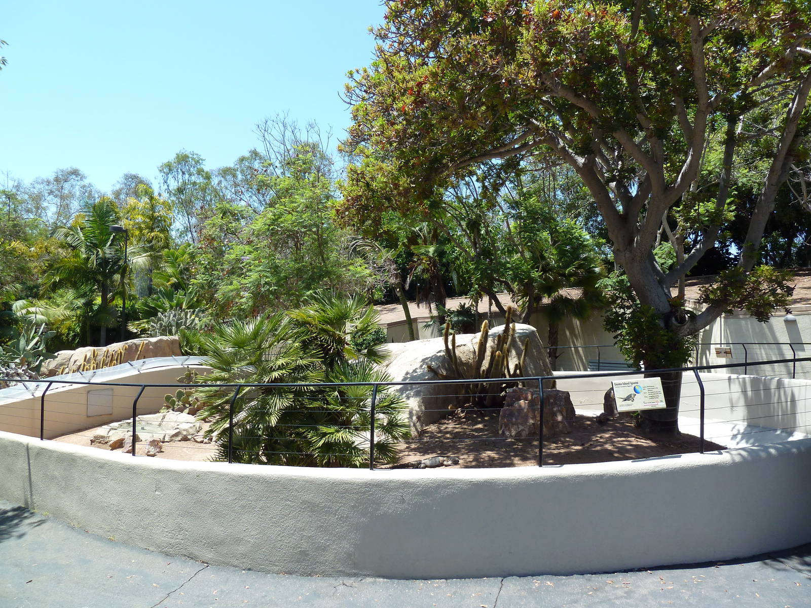 Exuma Island Iguana Exhibit