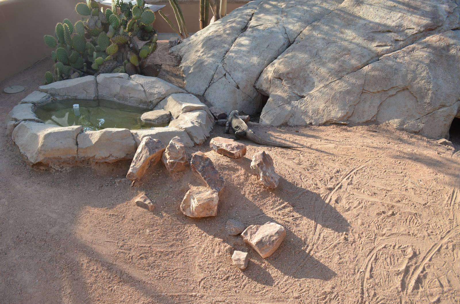 Exuma Island Iguana Exhibit