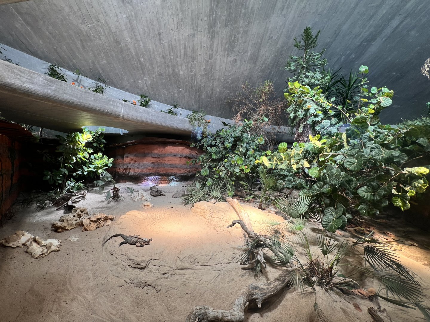 Exuma Island Iguana Exhibit