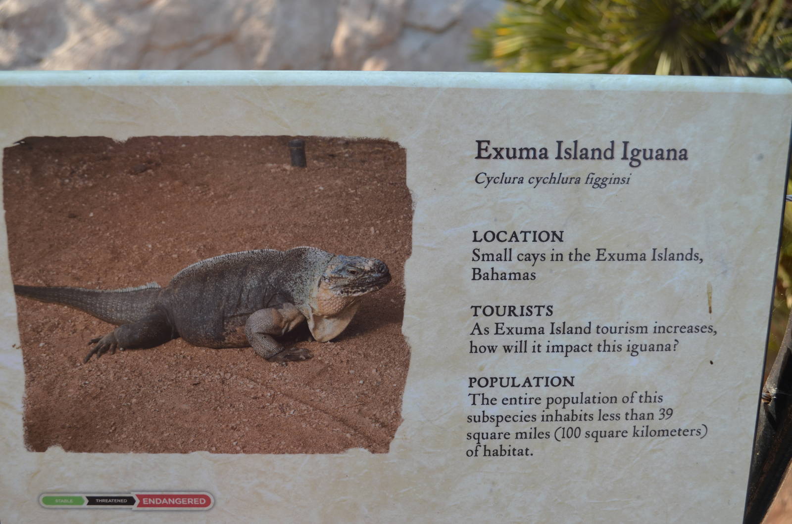 Exuma Island Iguana Signage