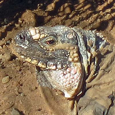 Exuma Island Iguana
