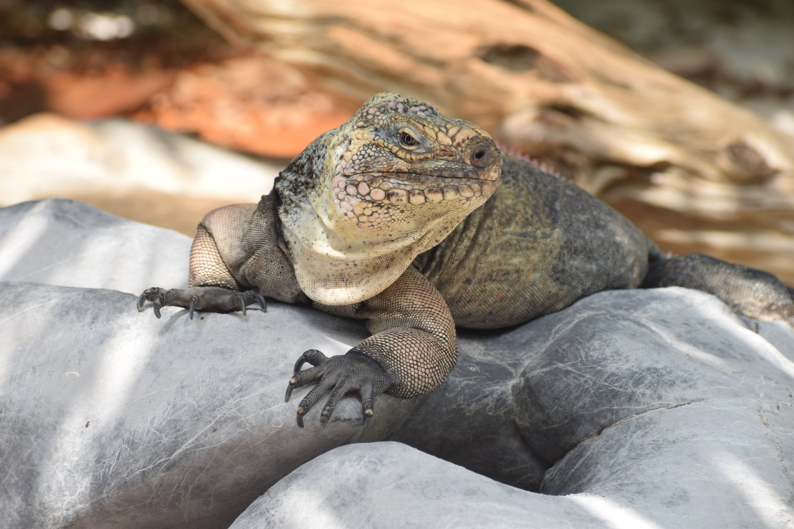 Exuma island iguana