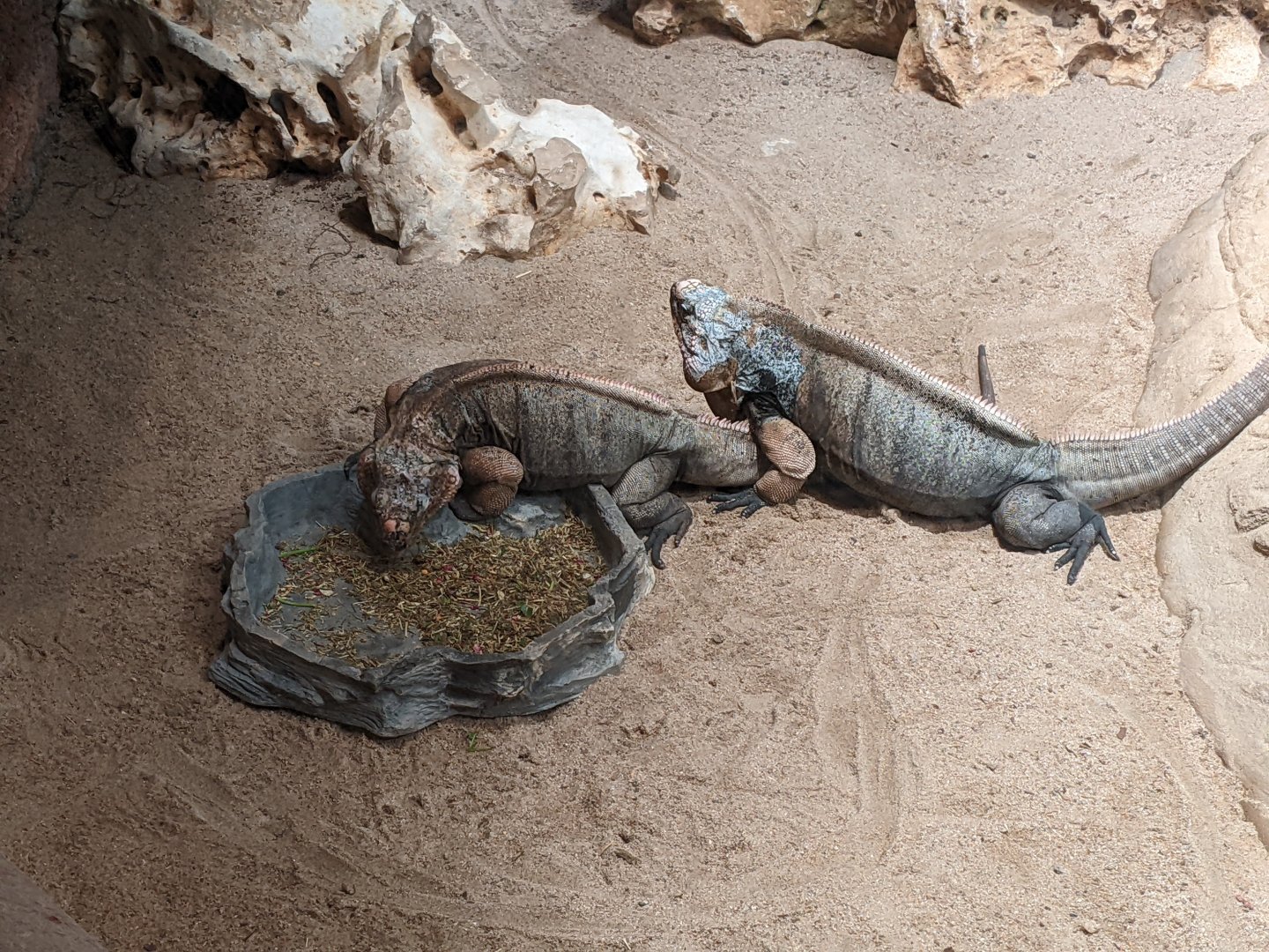 Exuma Rock Iguanas