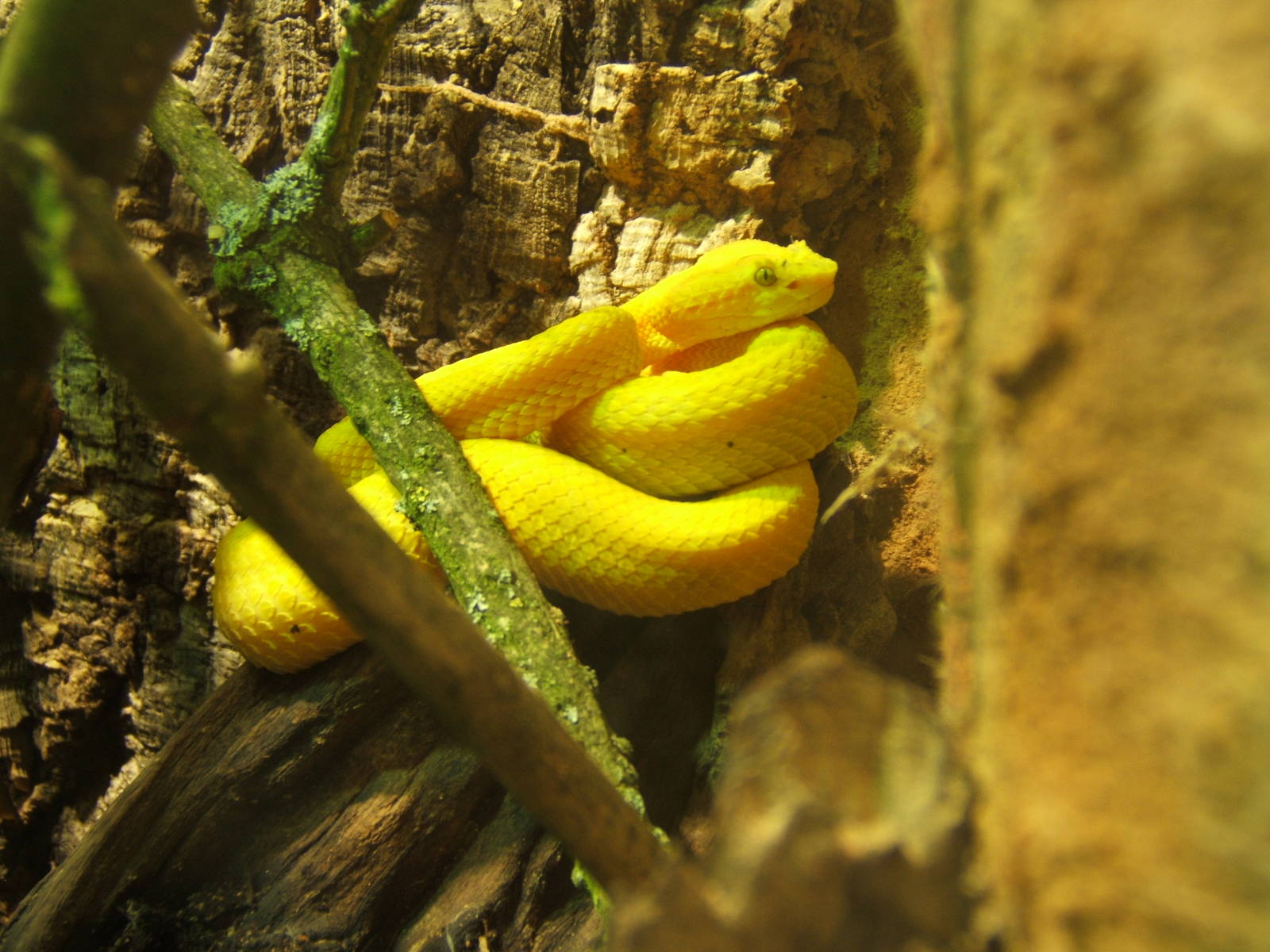 Eye Lash Pit Viper