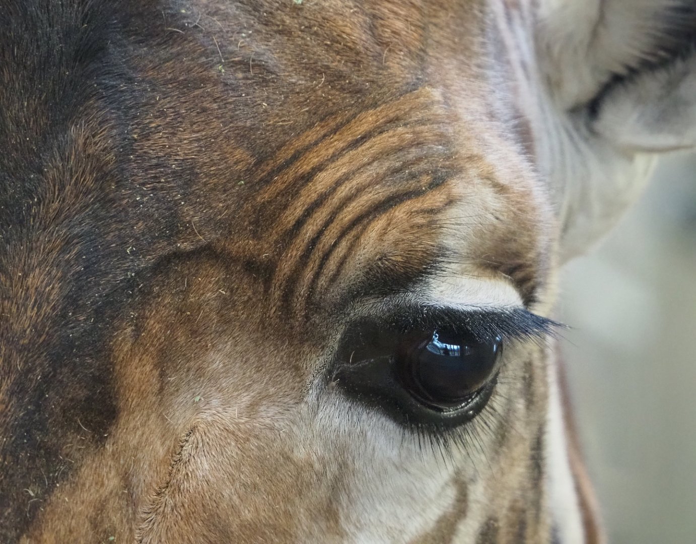Eye of a Kordofan giraffe (Giraffa camelopardalis antiquorum), 2020-01-11