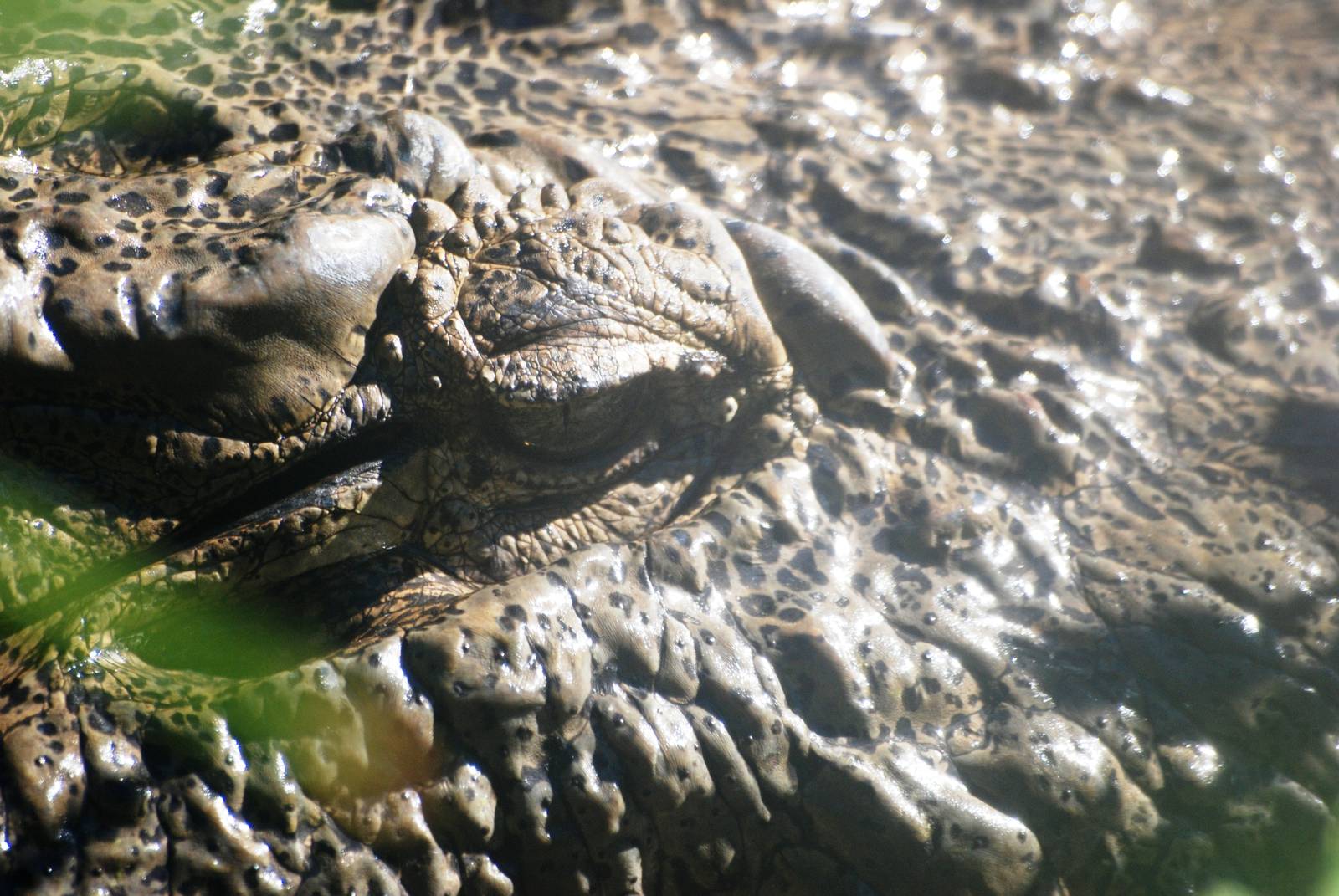 Eye of a Mugger at St. Augustine, 11/10/13