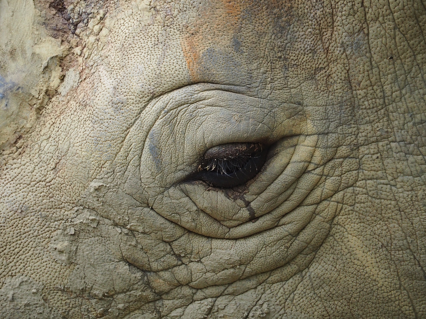 Eye of a Southern white rhinoceros (Ceratotherium simum simum), 2023-07-02