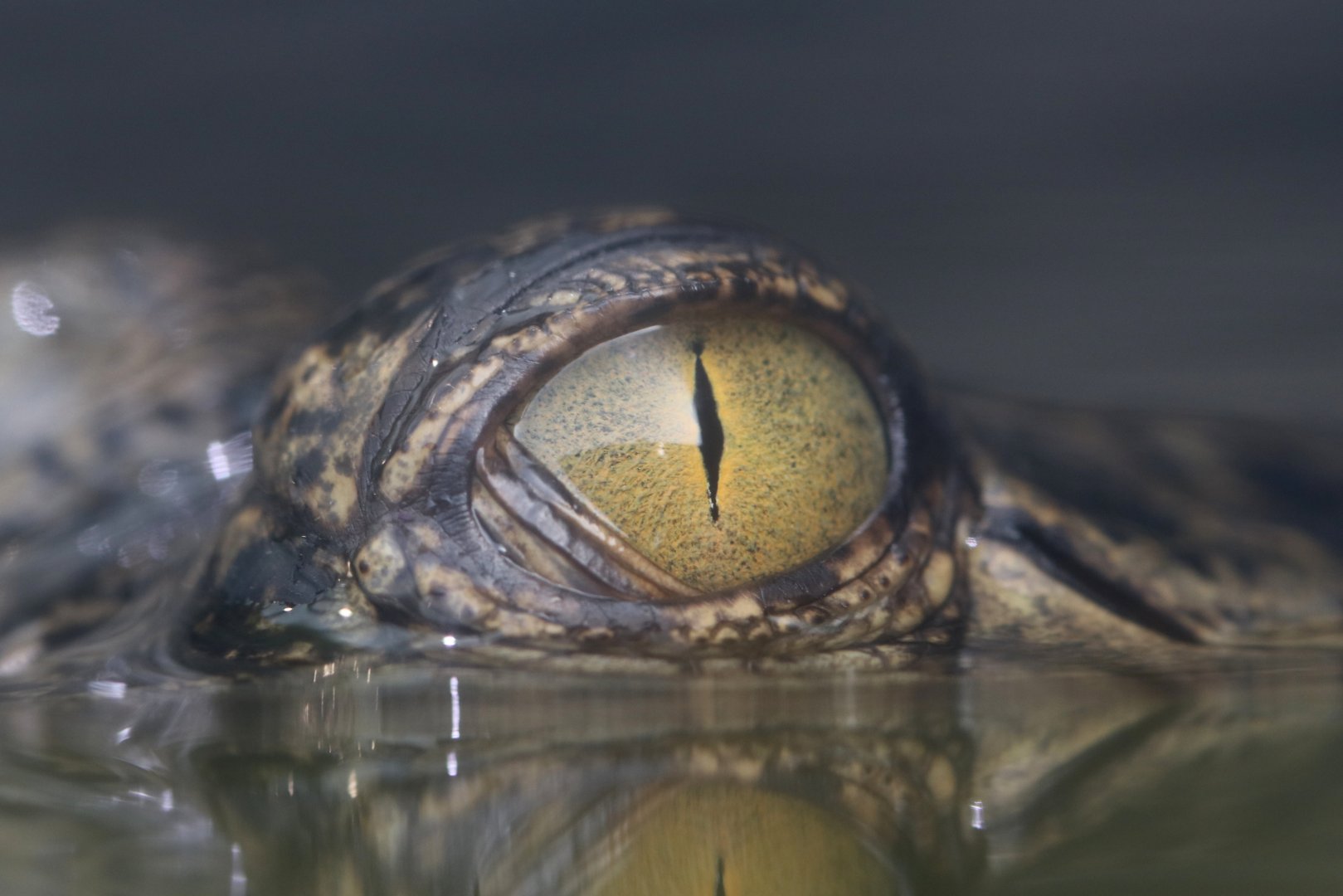 Eye of a young gharial