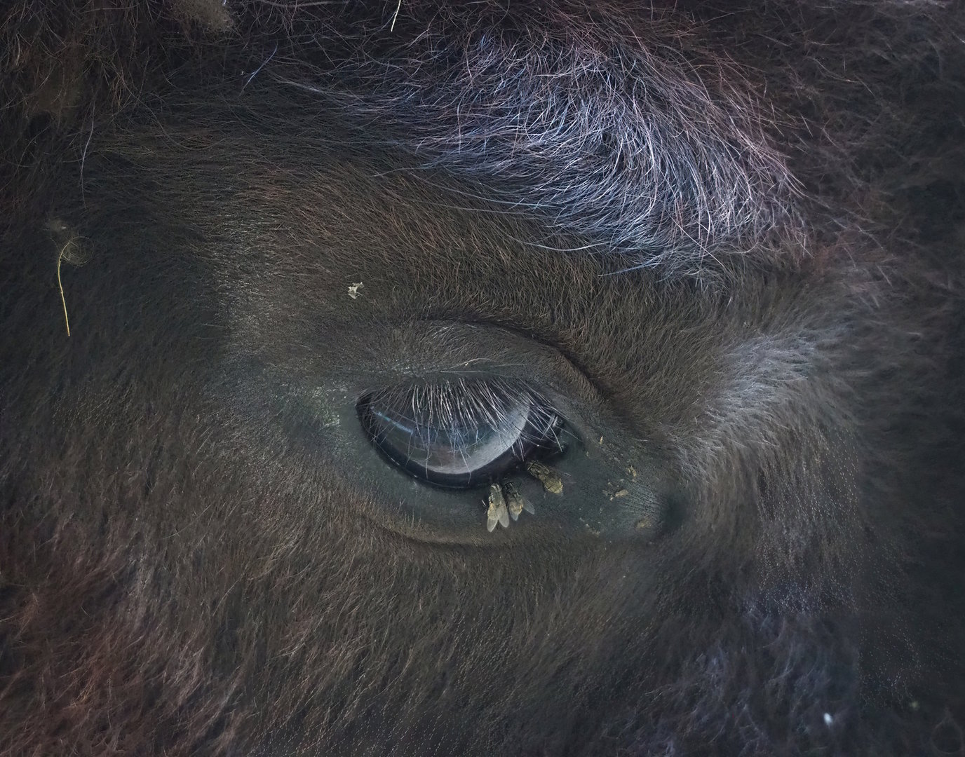 Eye of the bison, 2022-07-16