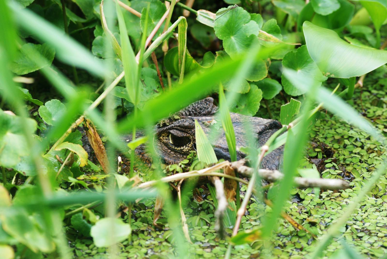 Eye of the Caiman - Tortuguero, 13/04/14