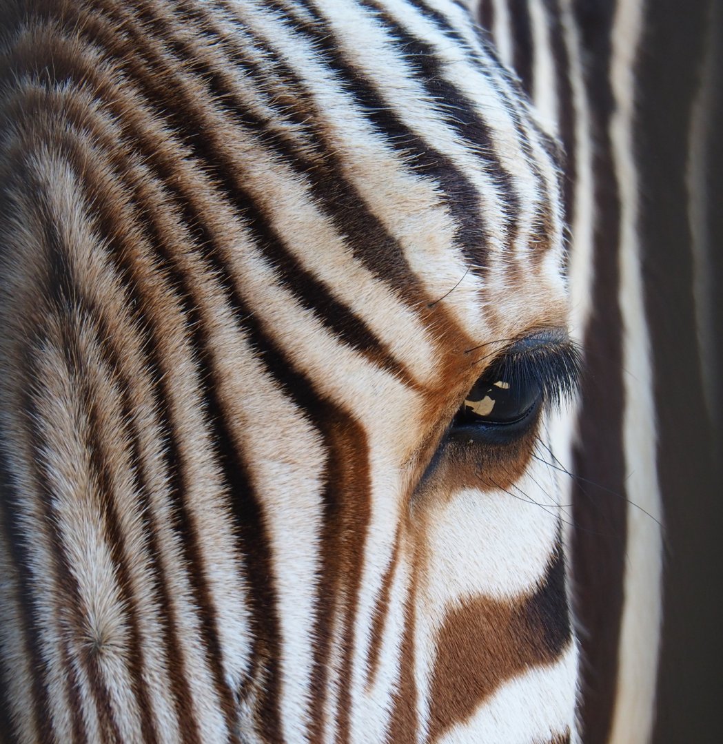 Eye of the Hartmann's mountain zebra (Equus zebra hartmannae), Feb 27th, 2019