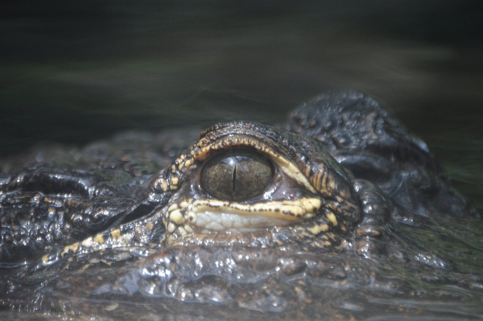 Eye of the Hunter,  Alligator mississippiensis