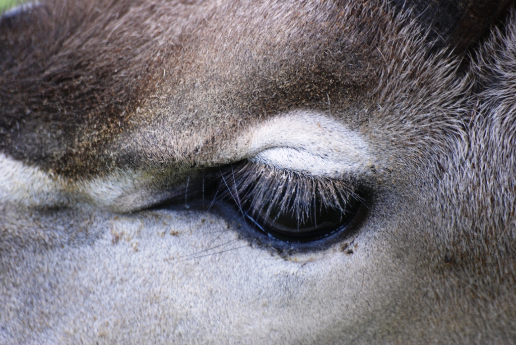 Eye of the Kudu at Howletts, 30/08/14