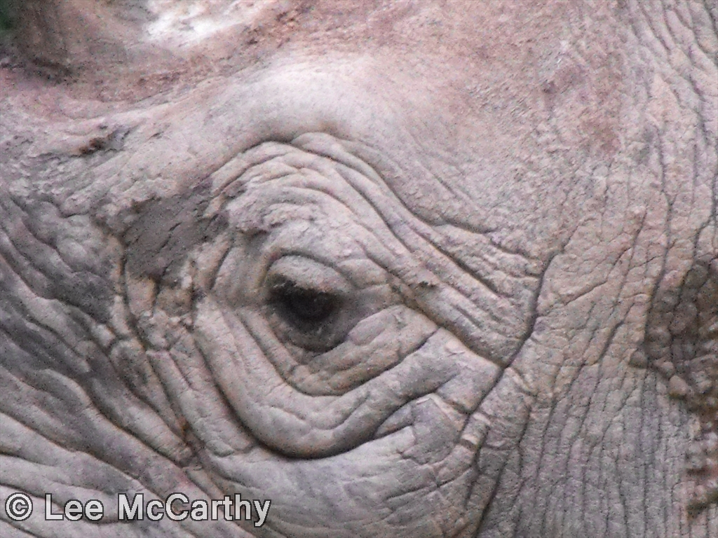 Eye of The Rhino