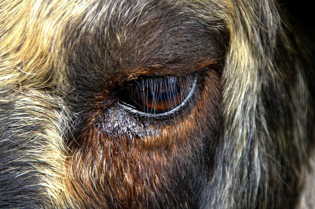 Eye of the Takin