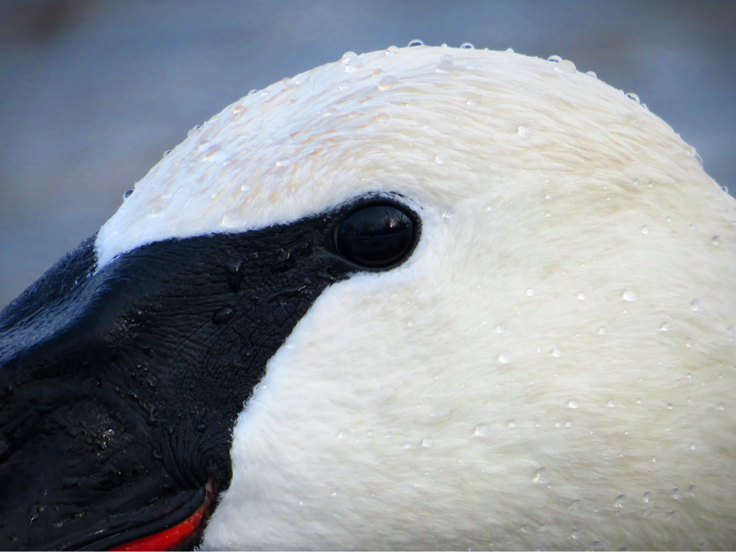 Eye Of the Trumpeter