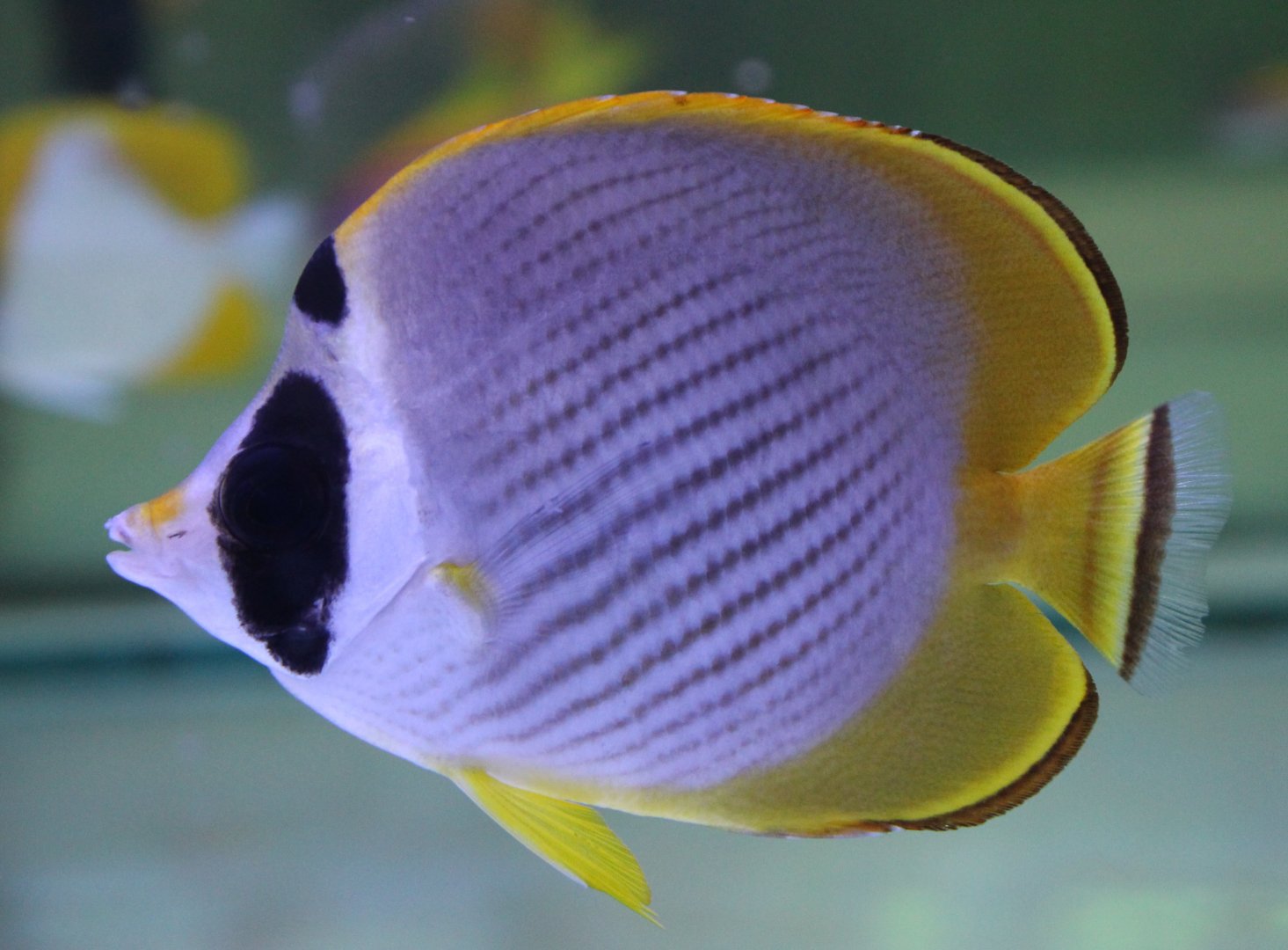 Eye-patch butterflyfish - Chaetodon adiergastos