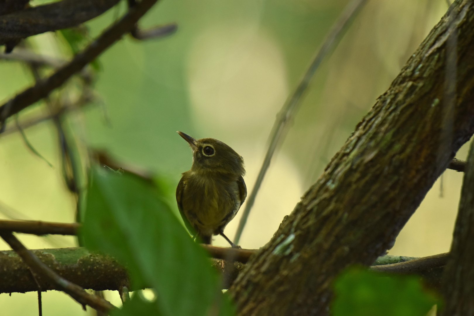Eye-ringed Tody-Tyrant (Hemitriccus orbitatus)