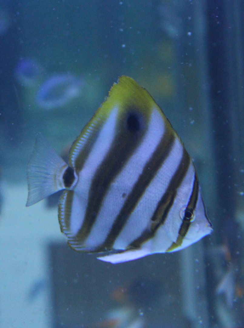 Eye-spot butterflyfish - Parachaetodon ocellatus