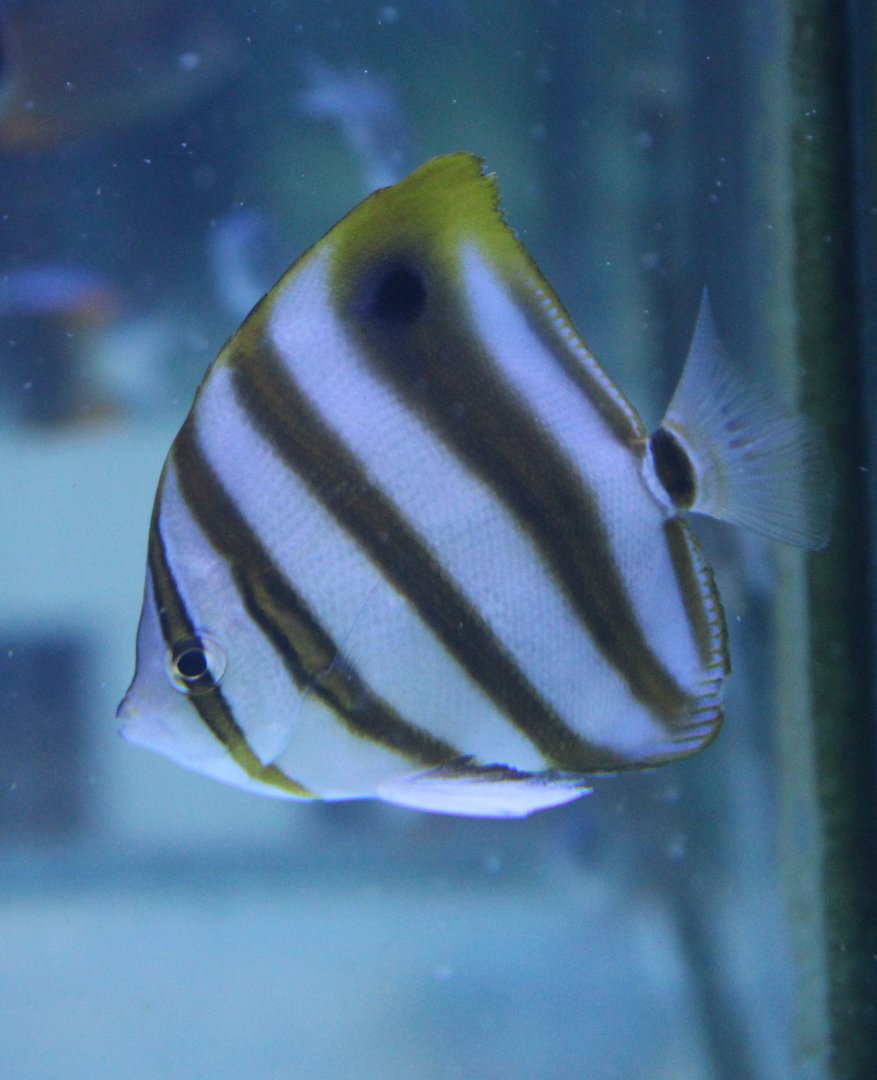 Eye-spot butterflyfish - Parachaetodon ocellatus