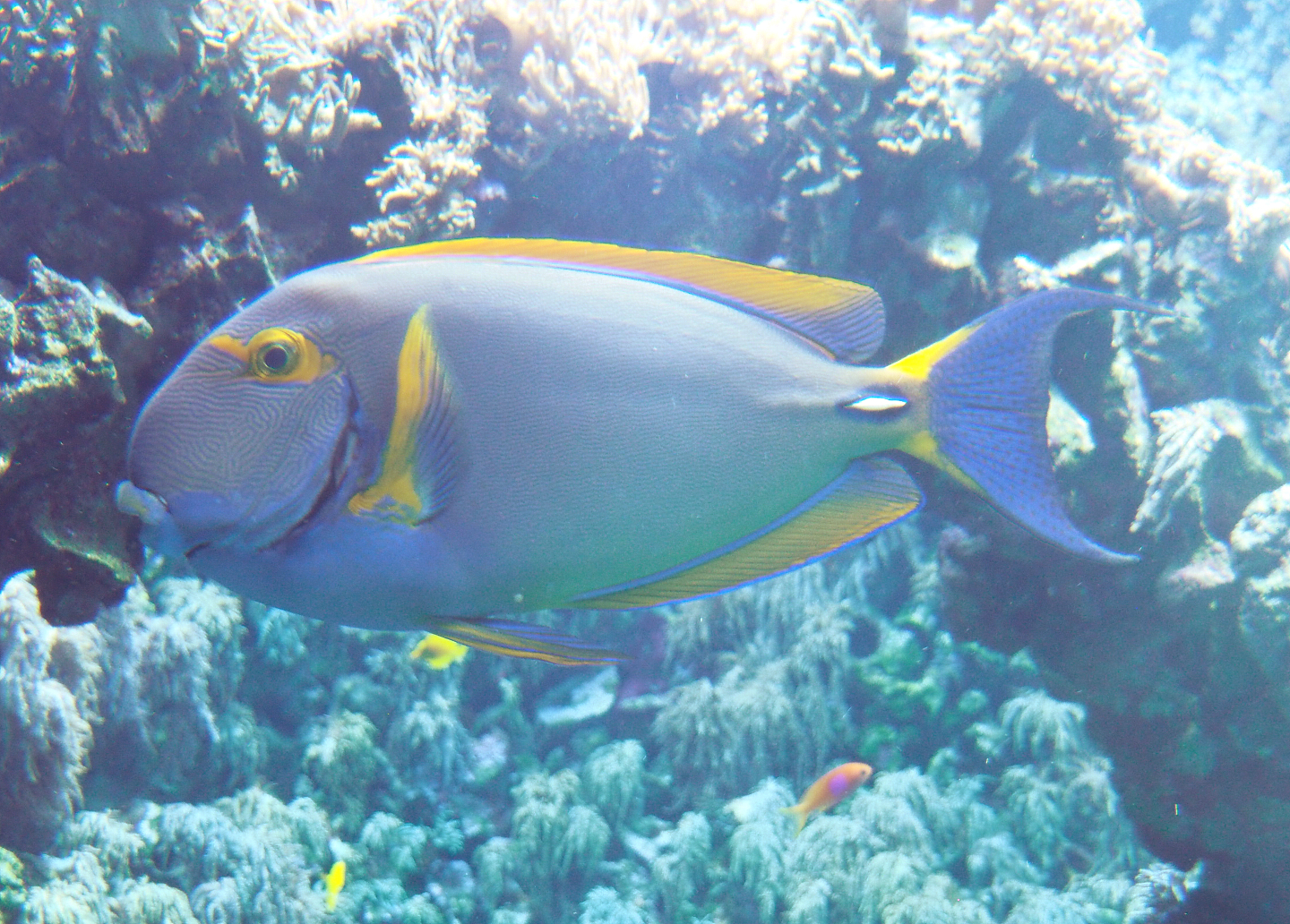Eye-stripe surgeonfish (Acanthurus dussumieri), 2022-05-26