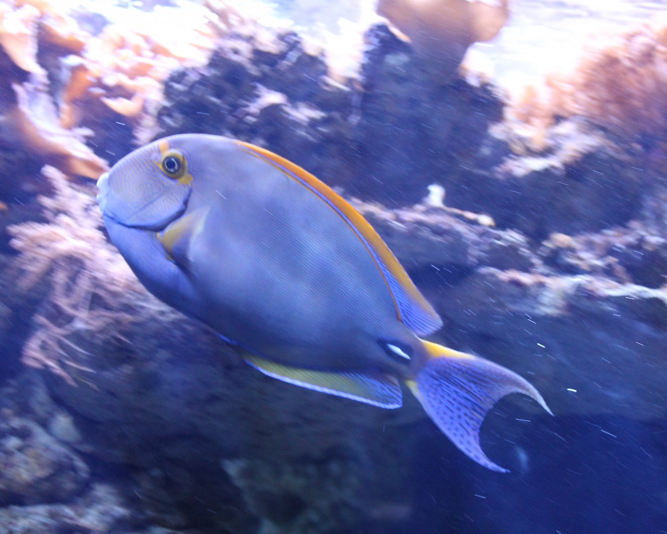 Eye-striped surgeonfish - Acanthurus dussumieri