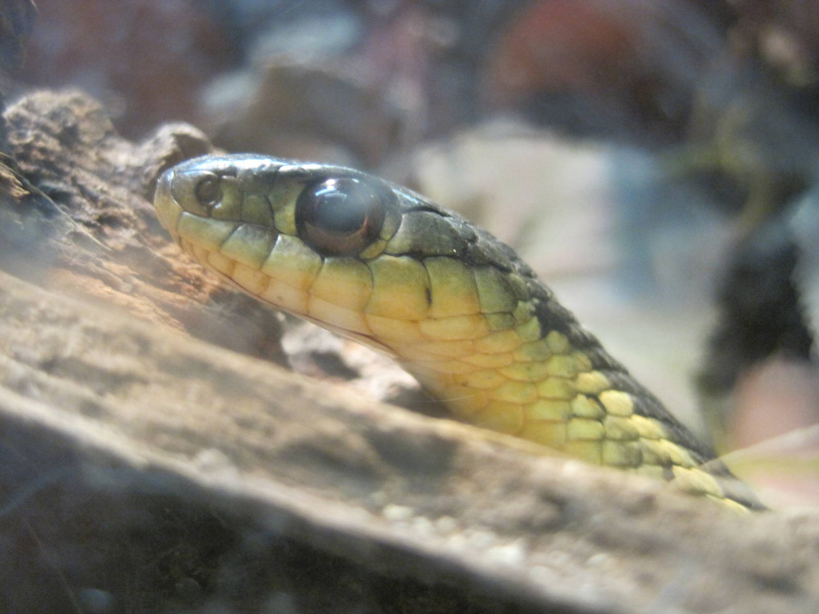 Eye to Eye With a Snake