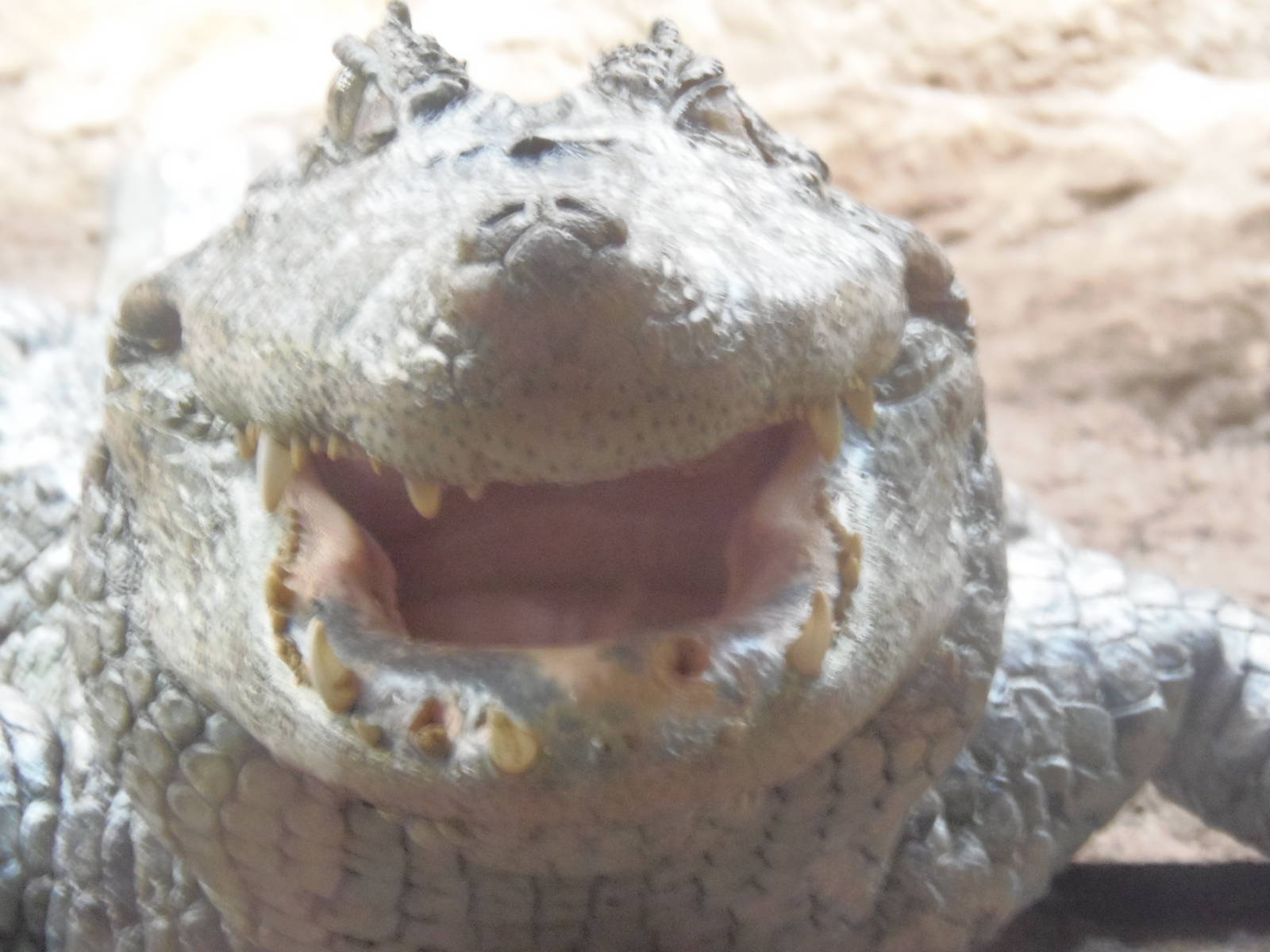 Eye-to-eye with a ...........???