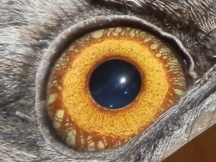 Eye