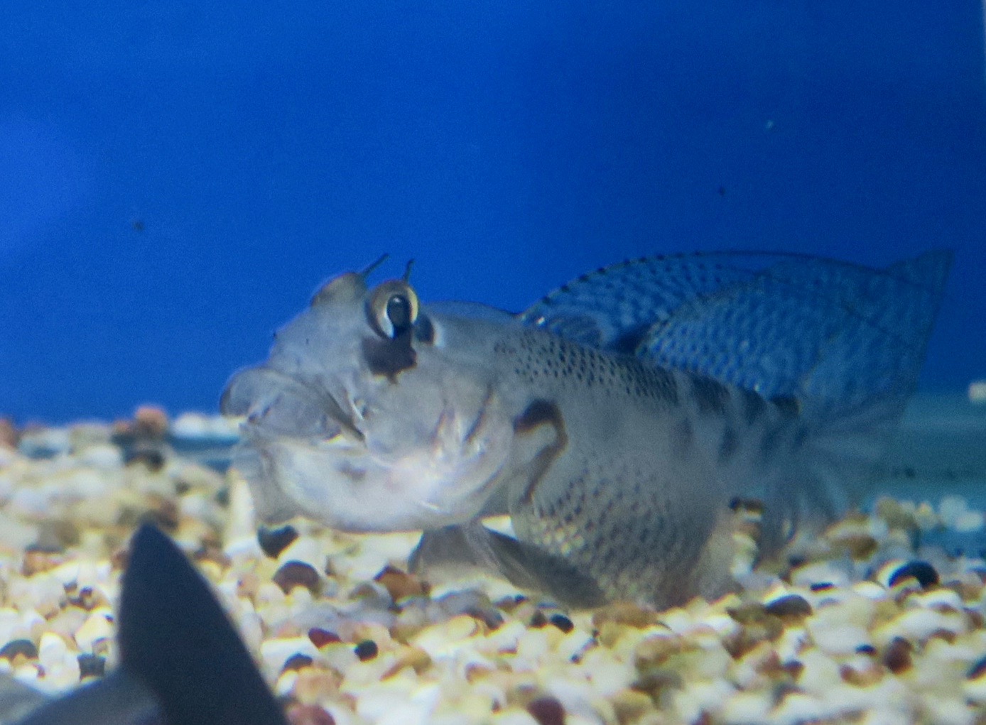 Eyebrow Goby (Oxyurichthys ophthalmonema)
