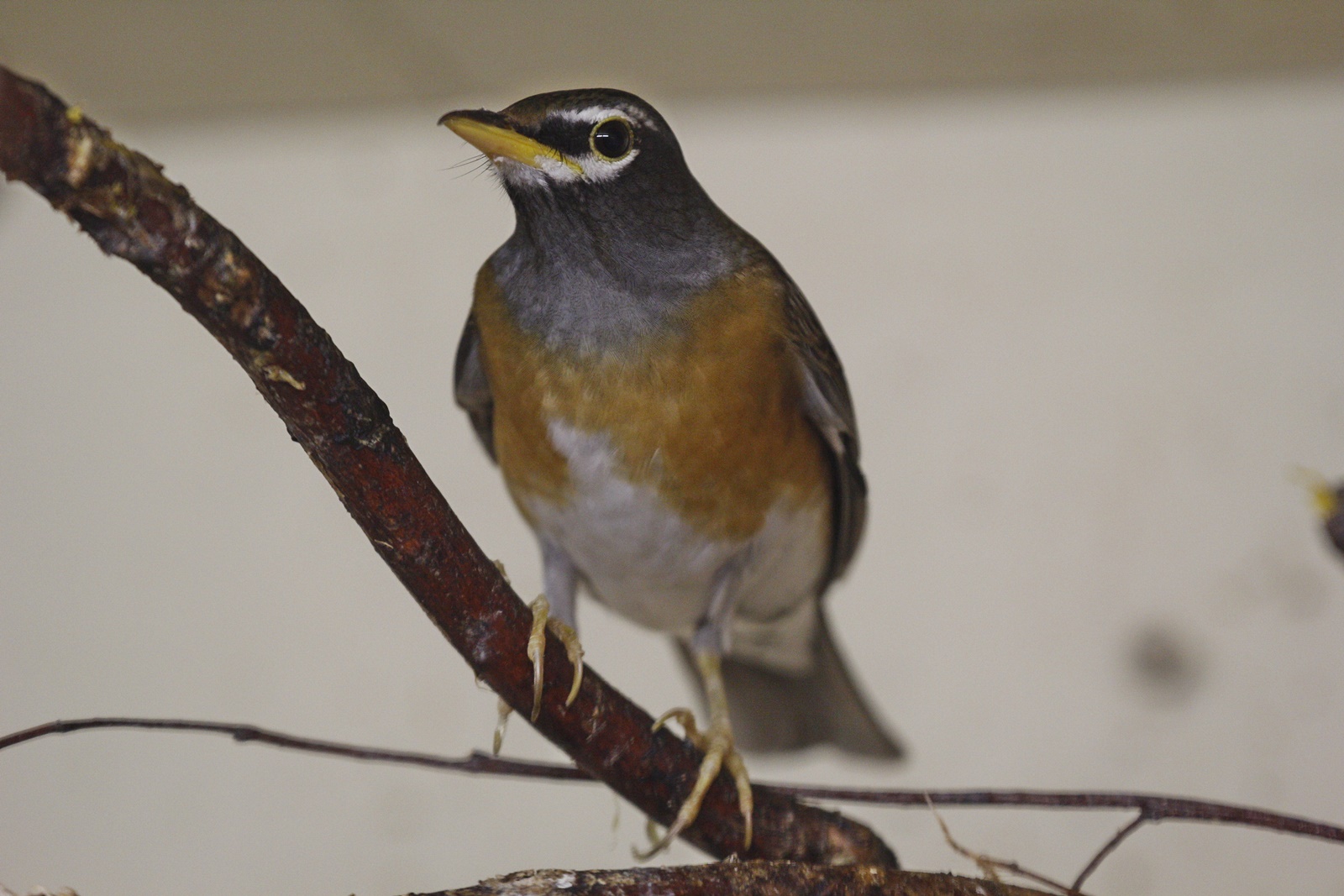 Eyebrowed Thrush (Turdus obscurus), January 2020
