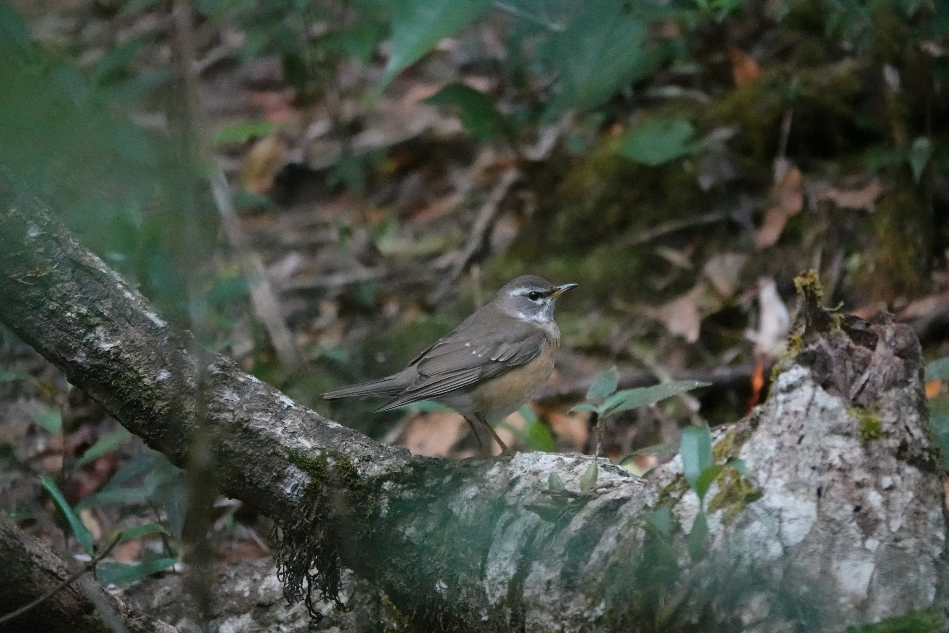 Eyebrowed Thrush