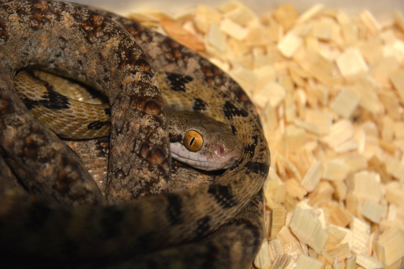 Eyed Cat Snake (Boiga siamensis)
