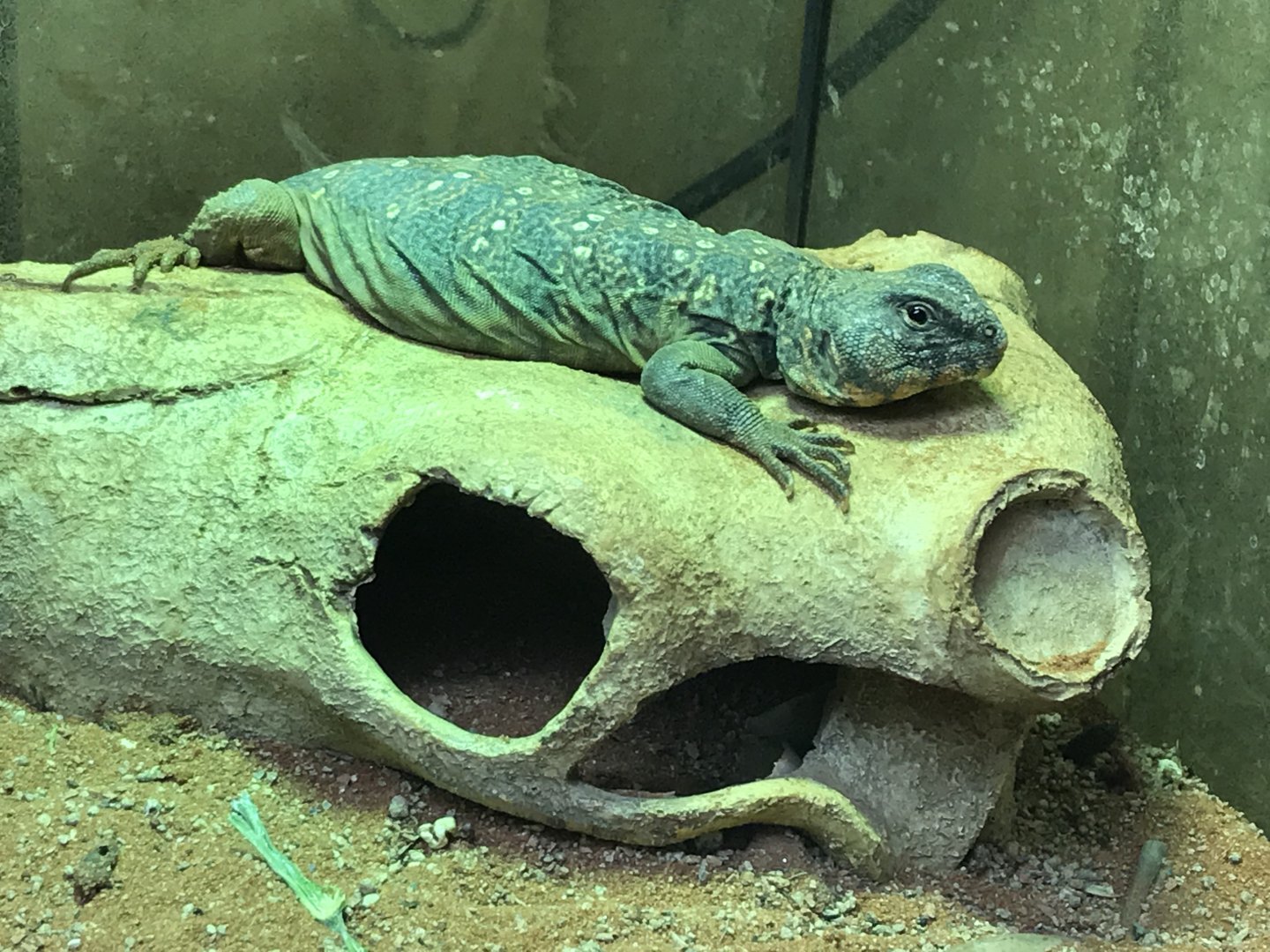 Eyed Dabb Lizard 251019