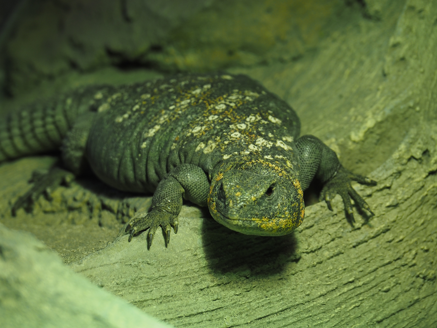 Eyed dabb lizard or Ocellated Uromastyx (Uromastyx ocellata), 2025-04-12