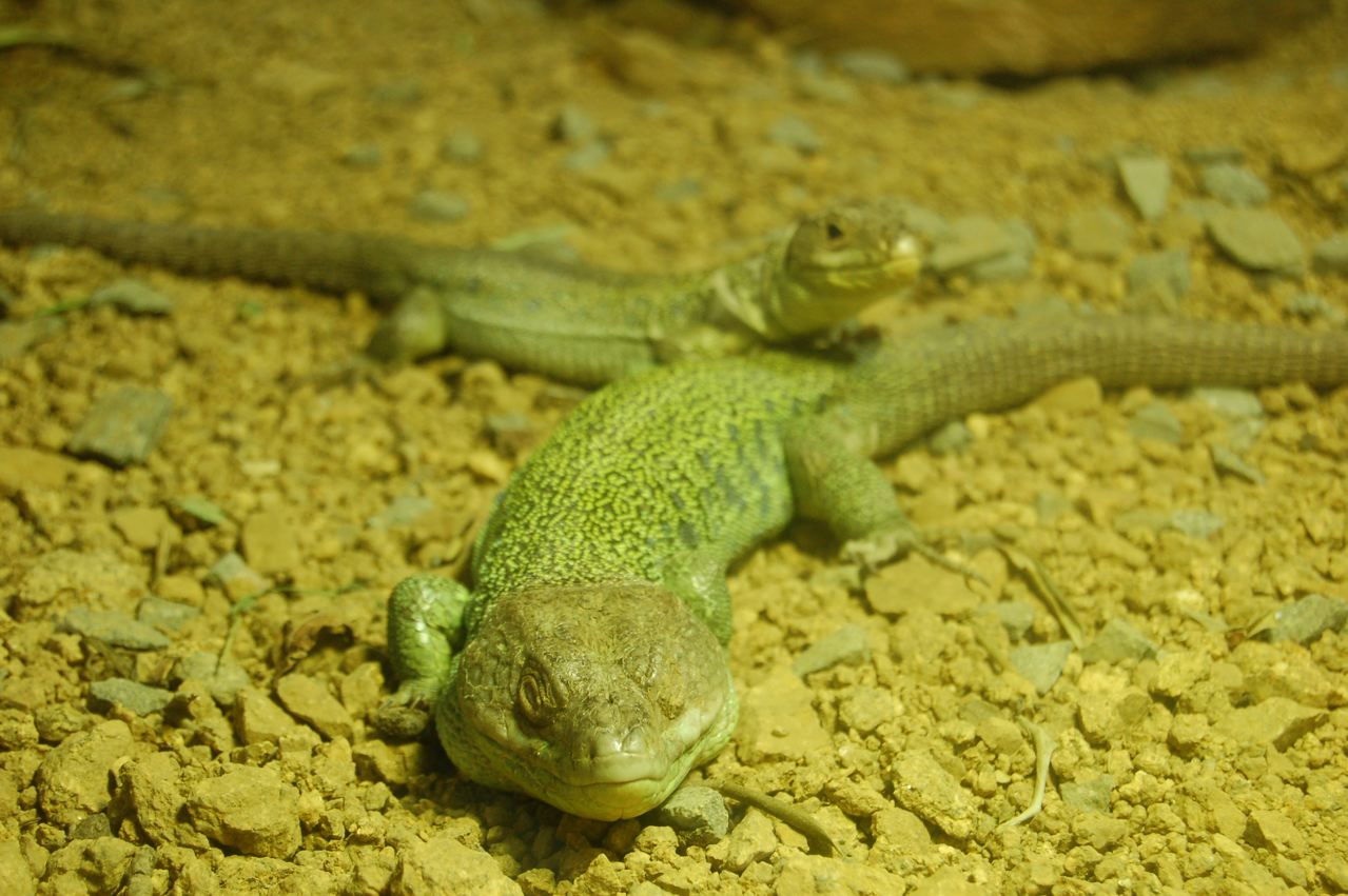Eyed lizard (lacerta lepida)