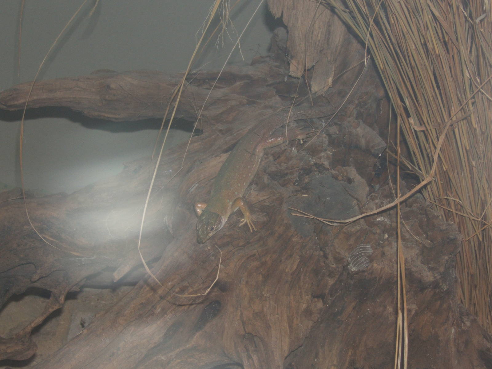 Eyed Lizard (Timon pater)