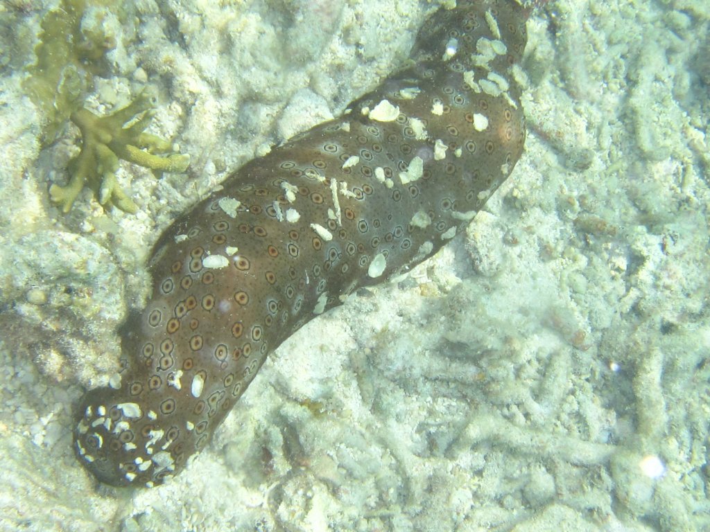 Eyed Sea Cucumber (Bohadschia argus)