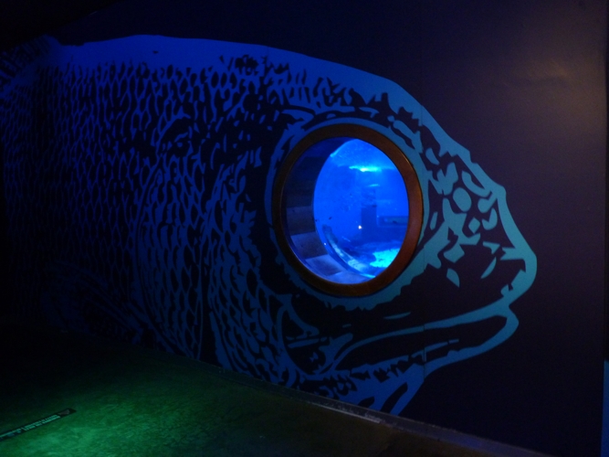 Eyefish viewing glass (Sevilla aquarium)