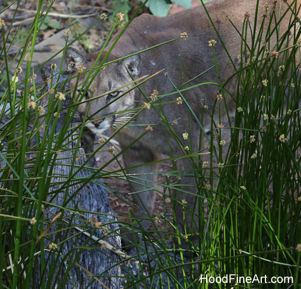 Eyeing the photographer