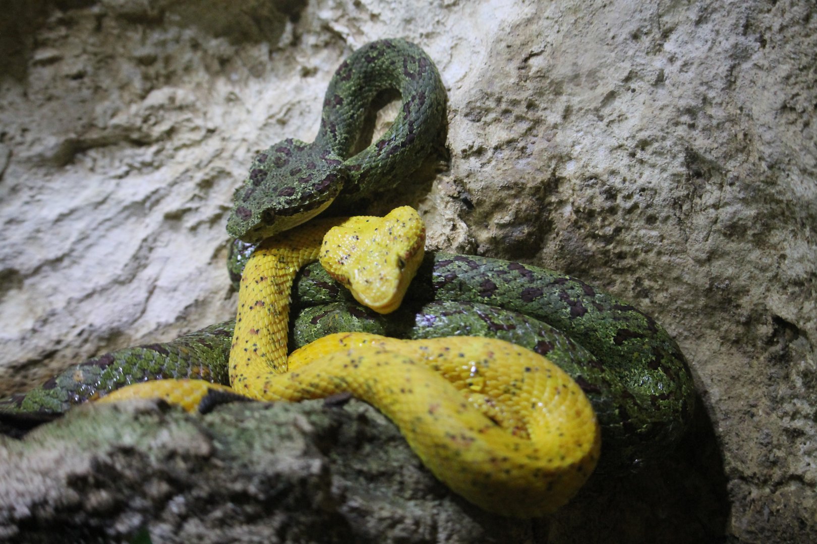 Eyelash palm viper (Bothriechis schlegelii)