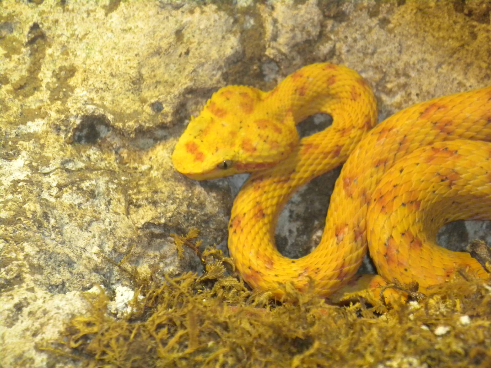 Eyelash Palm Viper